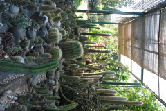Kakteenbeet