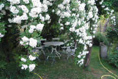 Lykkefund (Kletterrose, 1930) umrankt die Laube