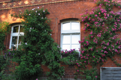 links Geschwinds Schönste (Strauchrose, 1900)
rechts  Bonfire