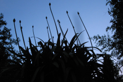 Agapanthus