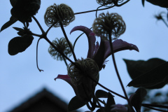 Blüten und Fruchtstände von Clematis