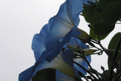 blaue Winde