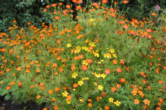Tagetes