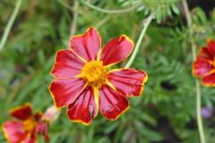 Tagetes