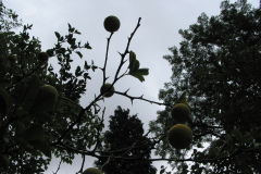 Poncirrus trifoliata (winterharte Zitrone)
