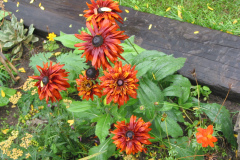 Rudbeckia