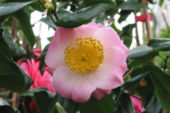 Kamelie