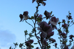 Magnolienblüten