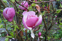 Magnolienblüten