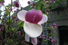 Magnolienblüten