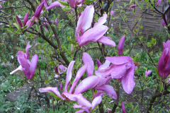 Magnolienblüten