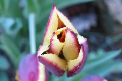 Tulpe