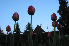 Tulpen