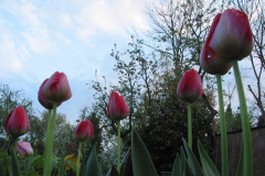 Tulpen