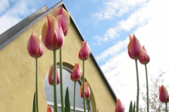 Begrüntes Dach der Galerie: Tulpen