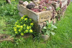 Trockenmauer mit Sempervivum