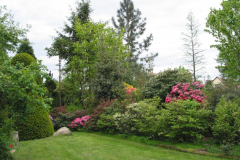 Rhododendron