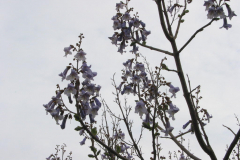 Paulownia