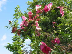 Frühlingszauber (Rosa pimpinellifolia, 1942)