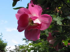 Frühlingszauber (Rosa pimpinellifolia, 1942)