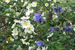 unbek. Spinossima Hybride und Akelei