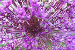 Allium