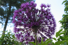 Allium