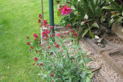 Kakteenbeet, vorn Spornblume