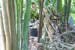 Kakteenbeet