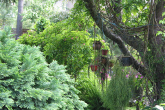 Kakteen im Gartendschungel