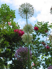 Frühlingszauber (Rosa pimpinellifolia, 1942)
mit Allium