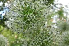Allium