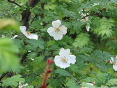 Stacheldrahtrose (Rosa omeiensis f. pteracantha, 1900)