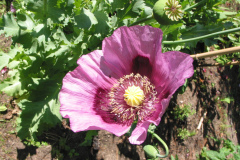 Mohn