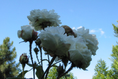 Rosa muscosa Alba