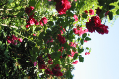 Paul Scarlet Climber