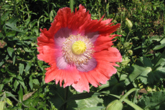 Mohn