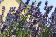 Lavendel