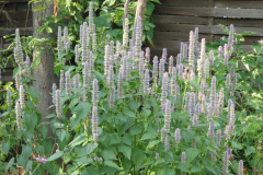 Agastache