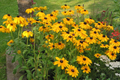 Rudbeckia