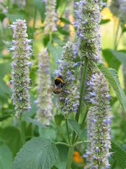 Agastache