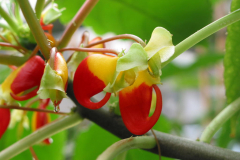 Impatiens Congo Kackatoo