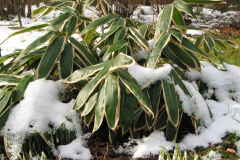 Bambus im Schnee