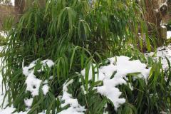 Bambus im Schnee