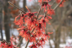 Hamamelis (Zaubernuss)