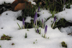 erste Krokusse im Schnee