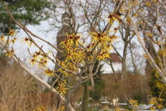 Hamamelis (Zaubernuss)