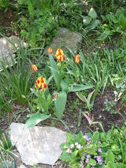 Tulpen