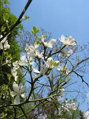 Poncirrus trifoliata (winterharte Zitrone)