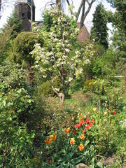 Tulpen im Frühlingsgarten